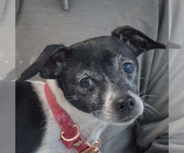 Medium Photo #2 Italian Greyhound-Rat Terrier Mix Puppy For Sale in Huntley, IL, USA