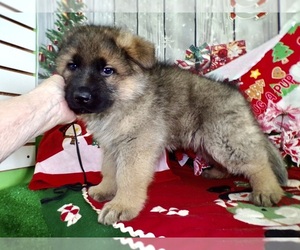 German Shepherd Dog Puppy for sale in HAMMOND, IN, USA