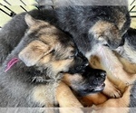 Small Photo #3 German Shepherd Dog Puppy For Sale in PITTSBORO, IN, USA