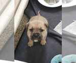 Small #7 American Pit Bull Terrier-Bulldog Mix