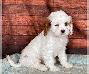 Cavapoo Puppy for sale in PENNS CREEK, PA, USA