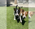Small Photo #9 Border Collie-Unknown Mix Puppy For Sale in La Verne, CA, USA