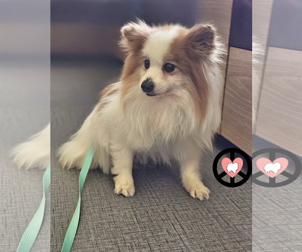 Medium Photo #2 Pomeranian Puppy For Sale in Lebanon, PA, USA