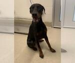 Small Doberman Pinscher Mix