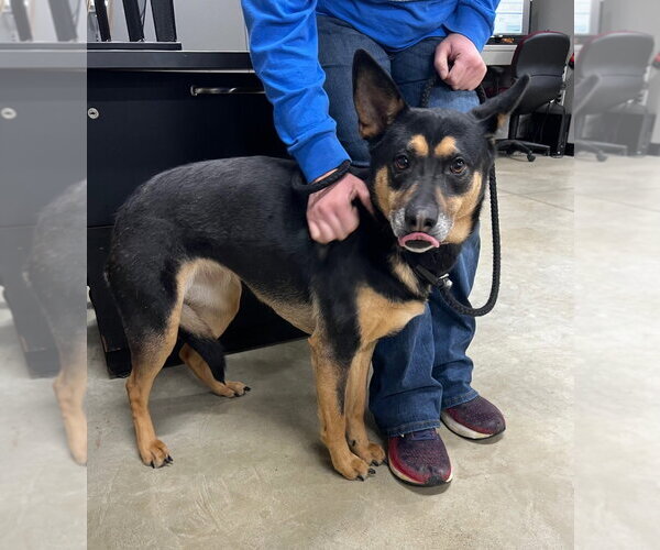 Medium Photo #2 Mutt Puppy For Sale in Pierceton , IN, USA