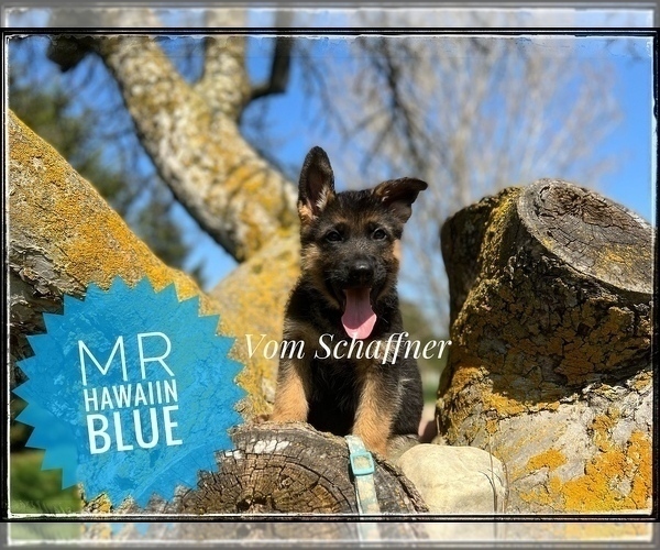 Medium Photo #2 German Shepherd Dog Puppy For Sale in KALKASKA, MI, USA