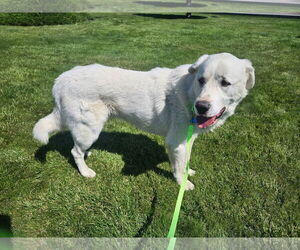 Medium Great Pyrenees