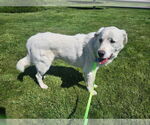 Small Great Pyrenees
