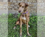 Small #2 Doberman Pinscher-Great Dane Mix