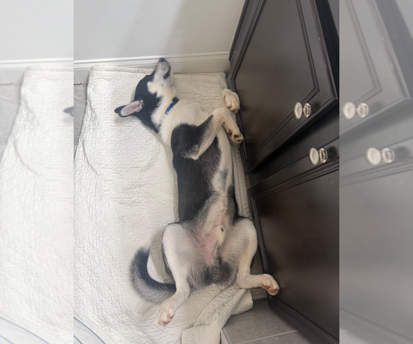 Medium Photo #2 Siberian Husky-Unknown Mix Puppy For Sale in Holly Springs, NC, USA