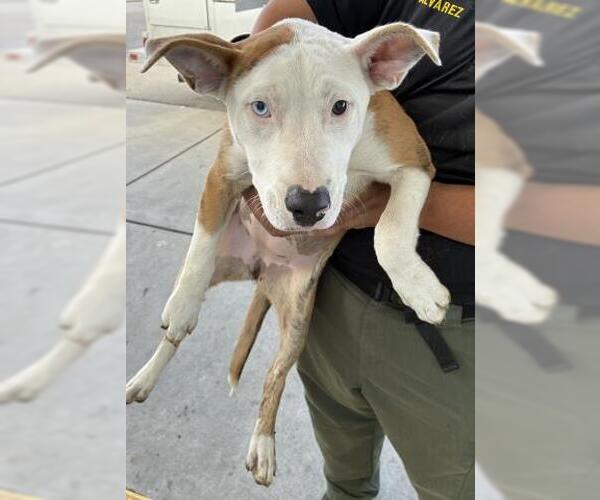 Medium Photo #1 Mutt Puppy For Sale in Bakersfield, CA, USA