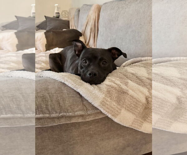 Medium Photo #12 Mutt Puppy For Sale in Doylestown, PA, USA