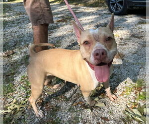 American Pit Bull Terrier-Unknown Mix Dogs for adoption in Frenchburg, KY, USA
