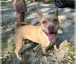 Small American Pit Bull Terrier Mix