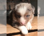 Small Photo #7 Australian Shepherd Puppy For Sale in ARBA, IN, USA