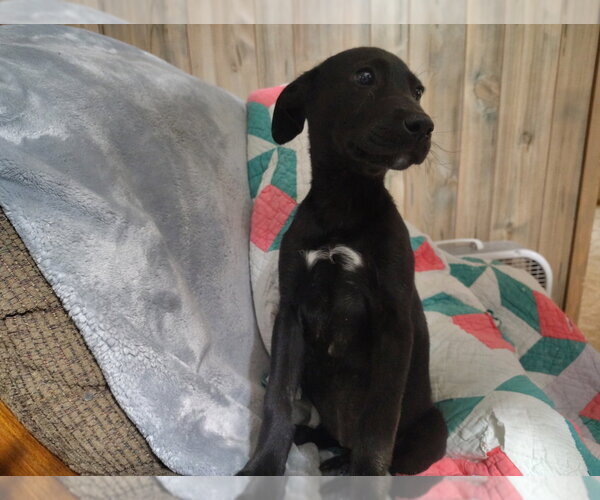 Medium Photo #2 Labrador Retriever-Unknown Mix Puppy For Sale in Boston, MA, USA