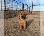 Small #1 Mutt