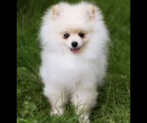 Pomeranian Puppy for sale in GREELEY, CO, USA
