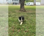 Small #4 Border Collie-Collie Mix