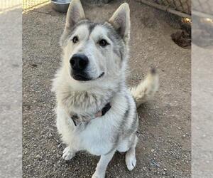 Siberian Husky Dogs for adoption in Santa Barbara, CA, USA