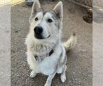 Small Siberian Husky