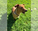Small Dachshund Mix