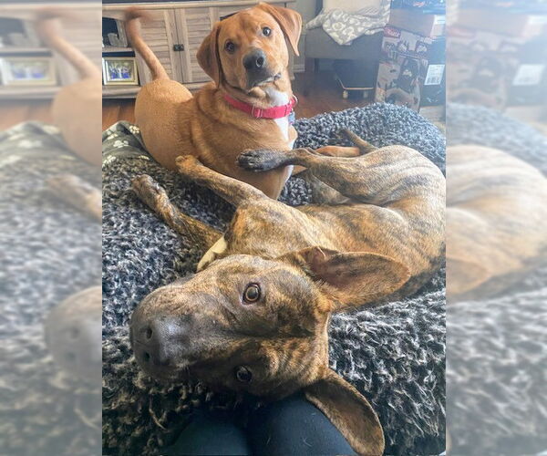 Medium Photo #7 Mountain Cur-Unknown Mix Puppy For Sale in Rockaway, NJ, USA