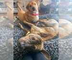 Small #6 Mountain Cur Mix