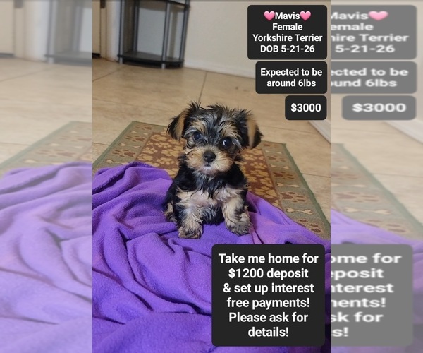 Medium Photo #1 Yorkshire Terrier Puppy For Sale in TUCSON, AZ, USA