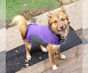 Siberian Husky-Unknown Mix Dogs for adoption in Westmont, IL, USA