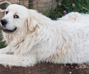 Mother of the Great Pyrenees puppies born on 12/14/2020