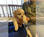 Small Photo #16 ShihPoo Puppy For Sale in WETUMPKA, AL, USA