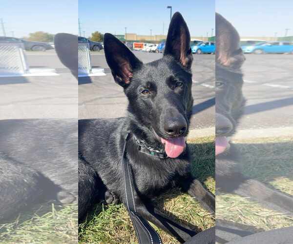 Medium Photo #9 German Shepherd Dog Puppy For Sale in Gretna, NE, USA