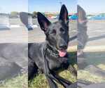 Small #8 German Shepherd Dog