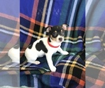 Small Photo #1 Rat Terrier Puppy For Sale in BOWLING GREEN, KY, USA