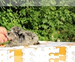 Small #20 Poodle (Toy)