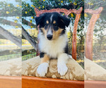 Small Photo #8 Collie Puppy For Sale in OCALA, FL, USA