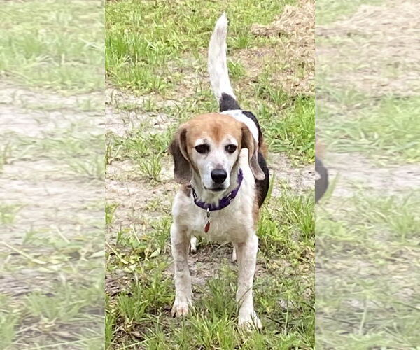 Medium Photo #7 Beagle Puppy For Sale in Dunnellon, FL, USA