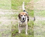 Small #6 Beagle