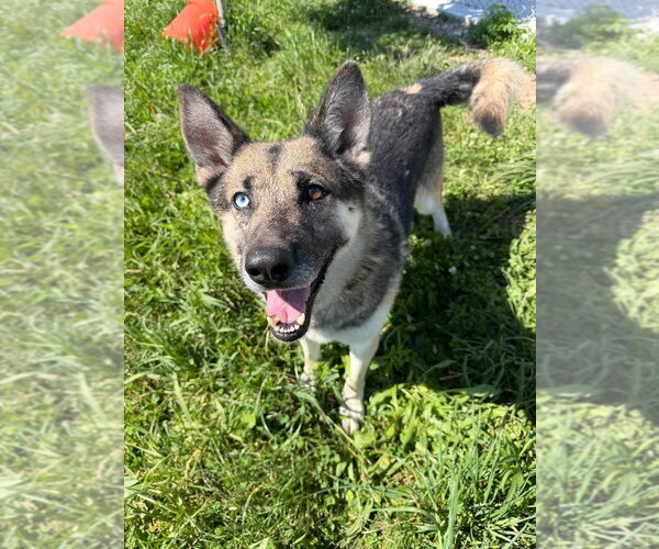Medium Photo #7 Gerberian Shepsky Puppy For Sale in Pierceton , IN, USA