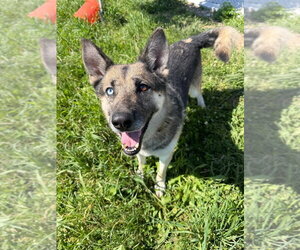 Atlas - Long Term Resident - Sponsored - Male Gerberian Shepsky Dog for Adoption - Photo #7