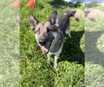 Small #6 Gerberian Shepsky