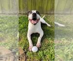 Small #1 Staffordshire Bull Terrier