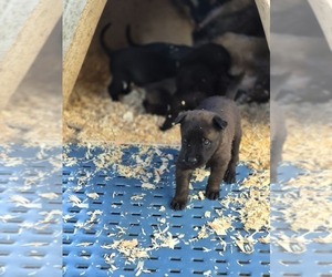 Belgian Malinois Puppy for sale in DIXON, CA, USA