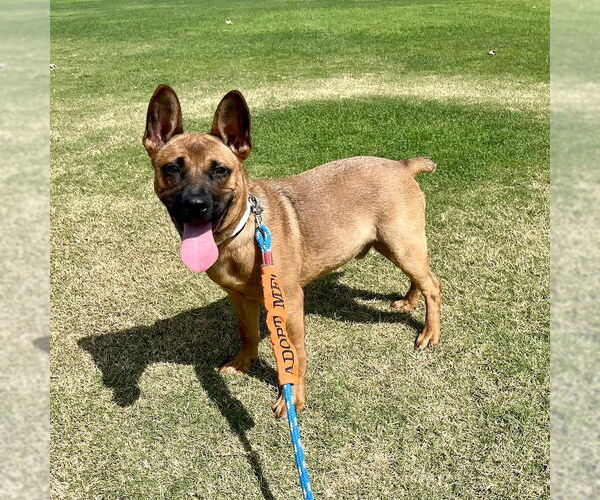 Medium Photo #3 Mutt Puppy For Sale in San Juan Capistrano, CA, USA