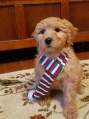 Goldendoodle Puppy for sale in ASHVILLE, OH, USA