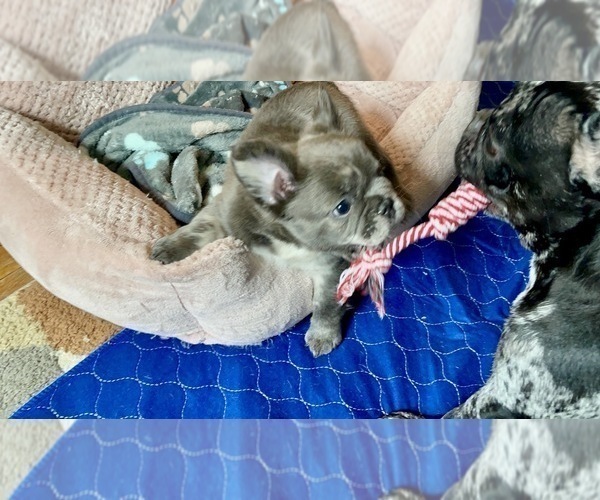 Medium Photo #6 French Bulldog Puppy For Sale in PHILADELPHIA, PA, USA