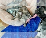 Small Photo #6 French Bulldog Puppy For Sale in PHILADELPHIA, PA, USA