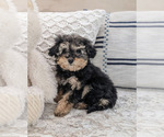 Small Photo #3 Poodle (Toy) Puppy For Sale in NORTH LAWRENCE, OH, USA