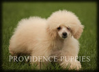 Small Photo #52 Poodle (Miniature) Puppy For Sale in COPPOCK, IA, USA